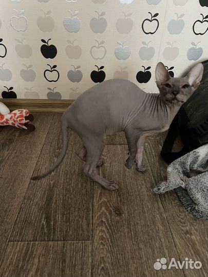 Сфинкс котёнок