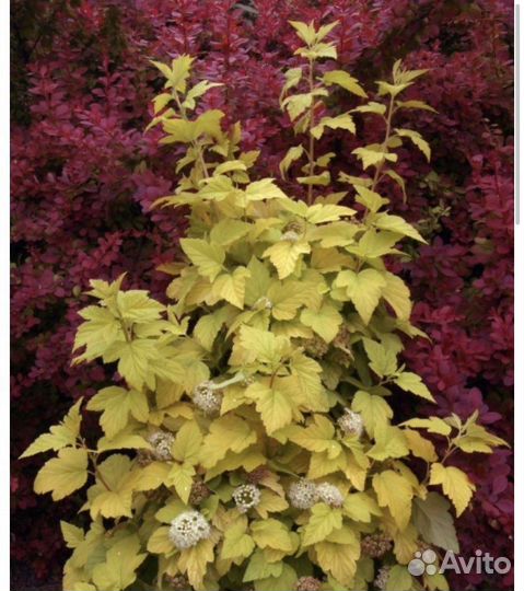 Пузыреплодник ива цельнолистная Хакуро Ниш