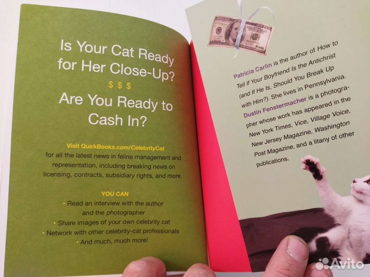 How to make your Cat an internet Celebrity