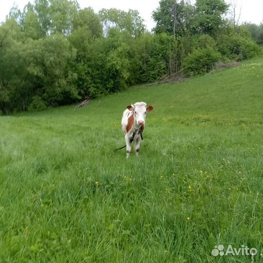 Корова дойная