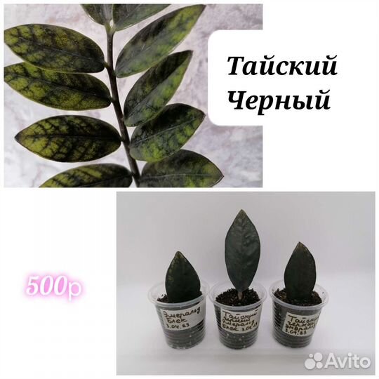 Замиокулькасы сортовые