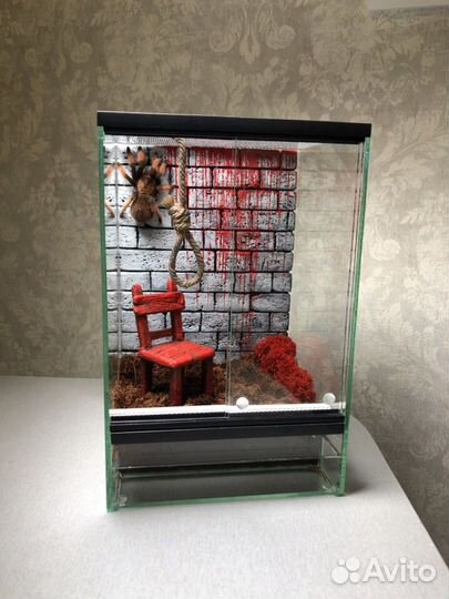 Паук птицеед