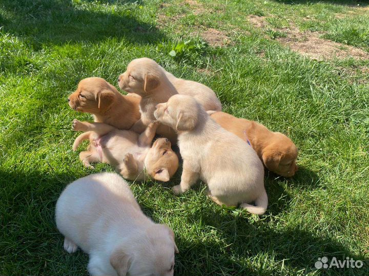 Щенки лабрадора