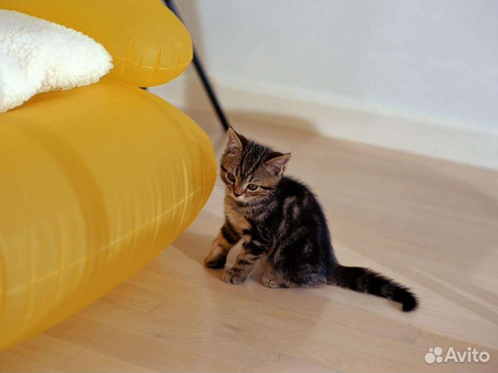 Индивидуальная передержка кошек