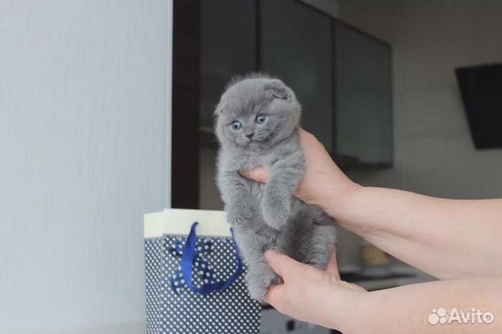 Медвежий тип, с родословной