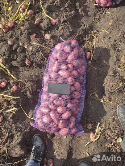 Продам картофель новый урожай с доставкой