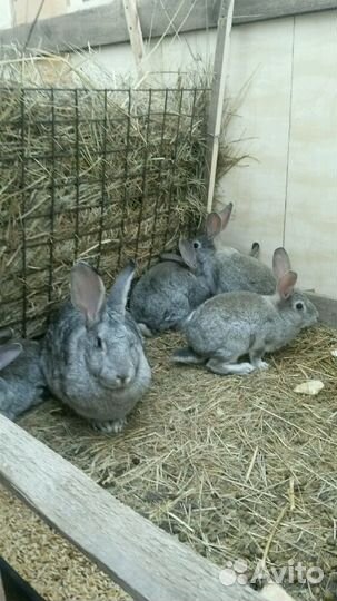 Продаются половозрелые крольчихи и крол шиншиллы