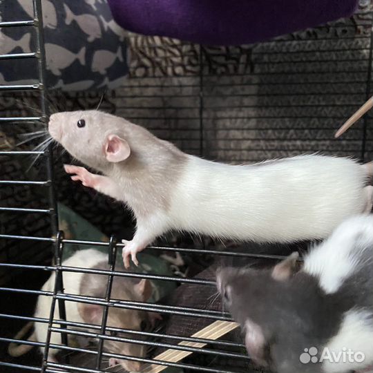 Крысята дамбо