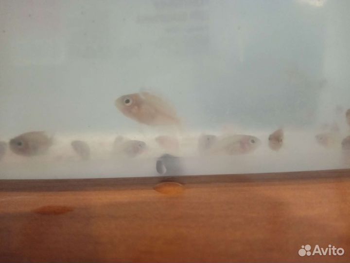 Аквариумные рыбки фламинго