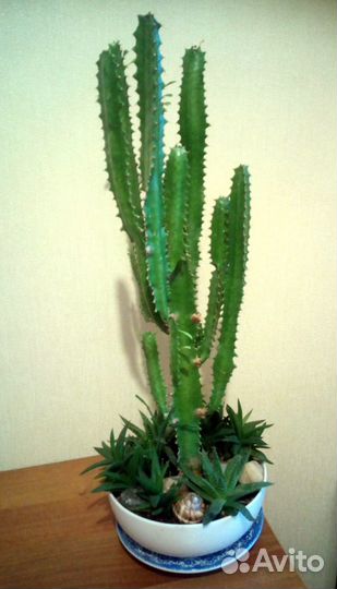 Композиция из суккулентов