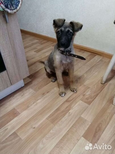 Щенки в добрые руки бесплатно