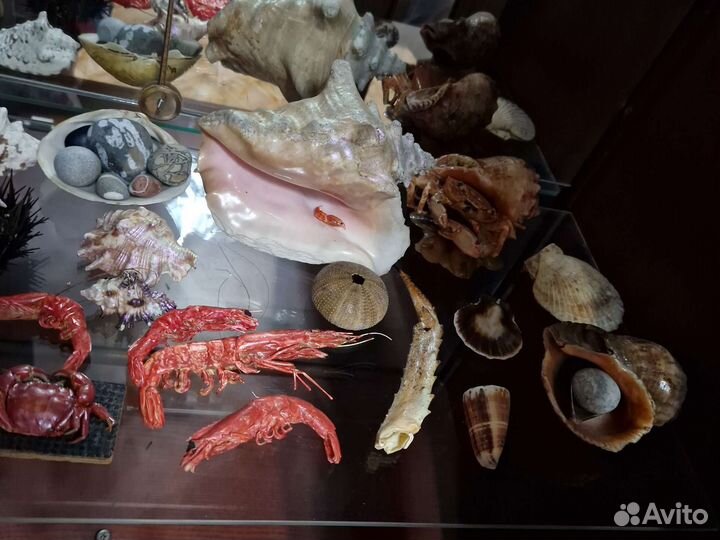 Морские раковины и ракушки, морские звёзды