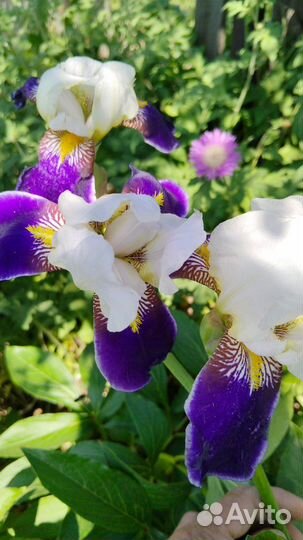 Сортовые ирисы