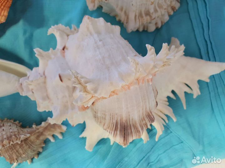 Морские ракушки раковины большие