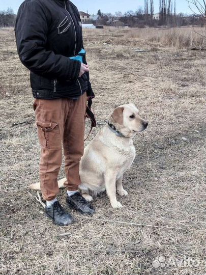 Дрессировка собак разных пород