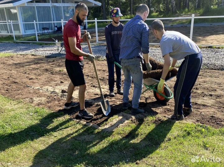 Газон эконом