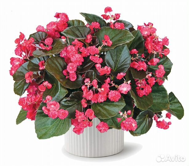 Бегония вечноцветущая махровая