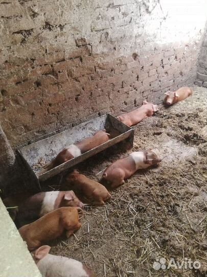 Поросята