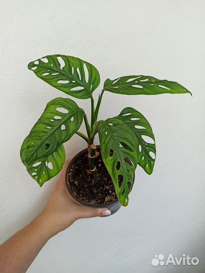 Монстера, Замиокулькас