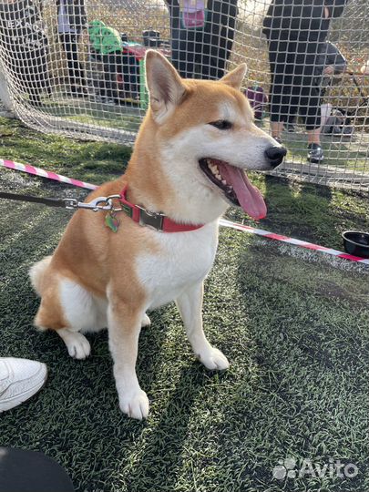 Собака сиба ину