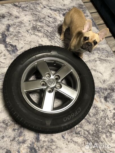 Французский бульдог