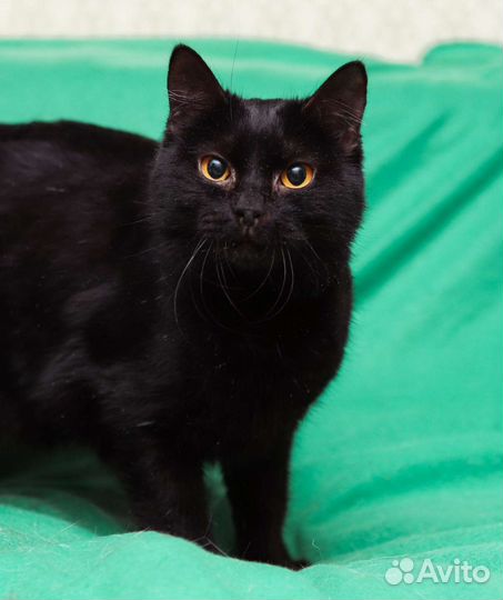 Кошка в дар