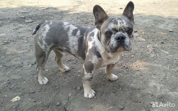 Французский бульдог кабель вязка