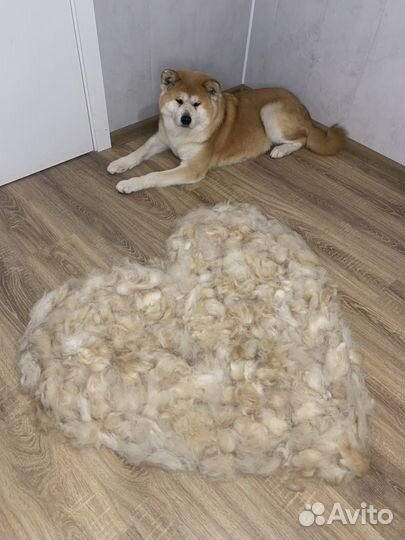 Стрижка собак Павловский посад