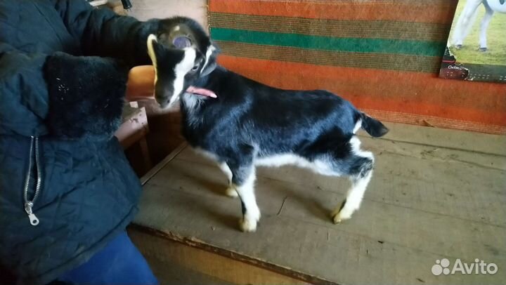 Козлята ламанча