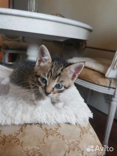 Кошки бесплатно