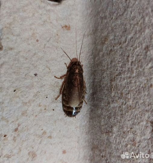 Мраморные тараканы