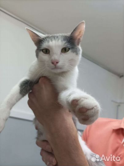 Котик на производстве ищет дом