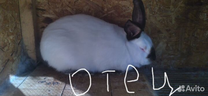 Кролики с доставкой