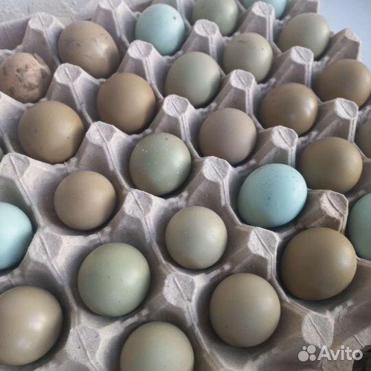 Инкубационное яйцо Кеклика, Фазана (охотничьего)