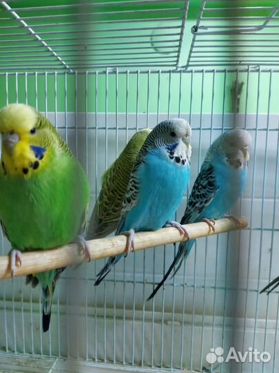 Выставочные попугаи получехи