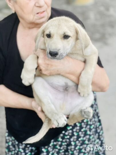 Помесь с лабродором в добрые руки