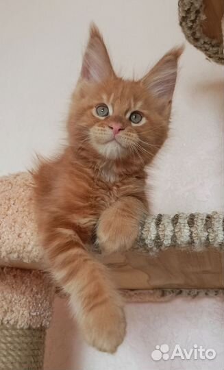 Мейн-кун котёнок