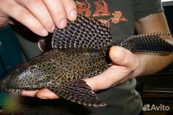 Парчовый сом