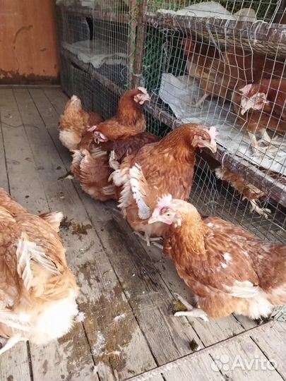 Куры несушки