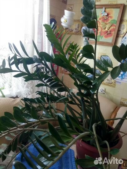 Комнатные цветы