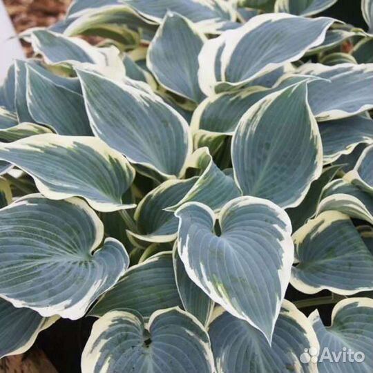 Хоста гвоздика цветы растения