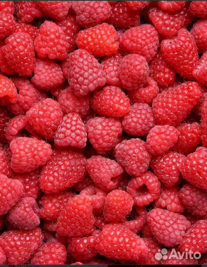 Ремонтантная малина