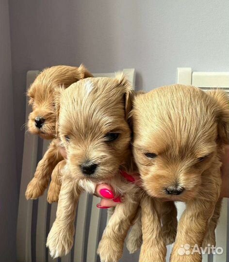 Щенки мальтипу f1 мини