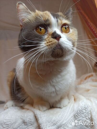 Чистокровная британка в разведение