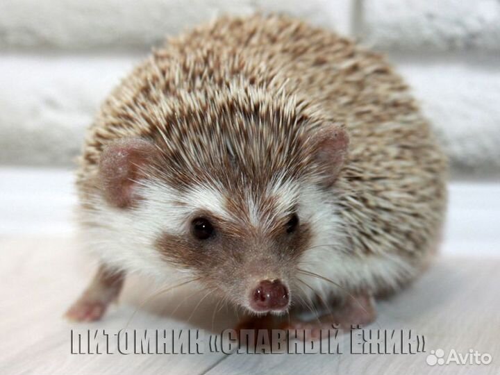 Африканские ежики. Мальчики и девочки. Доставка