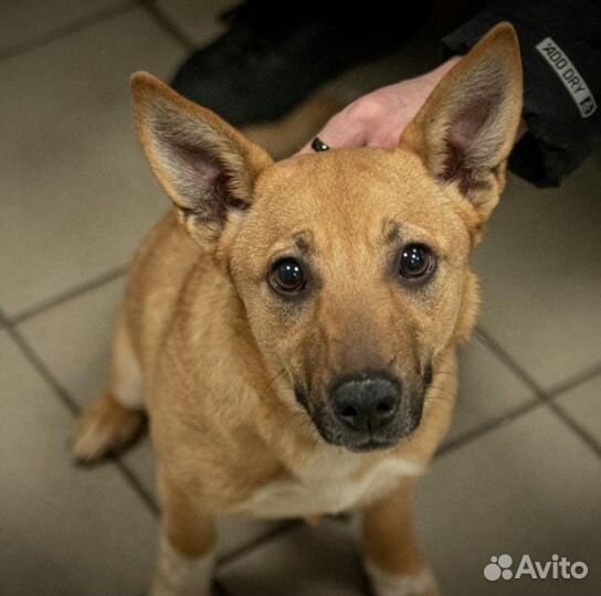 Собака в добрые руки