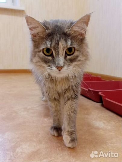 Очень красивая кошка