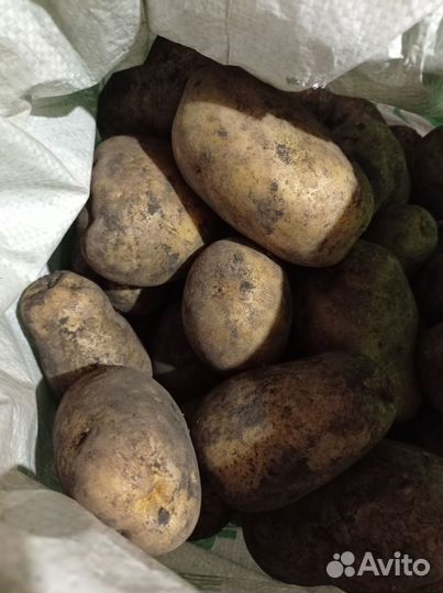 Продам картофель