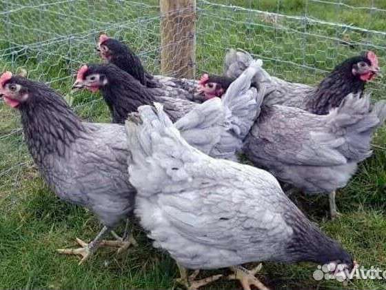 Куры молодки несушки
