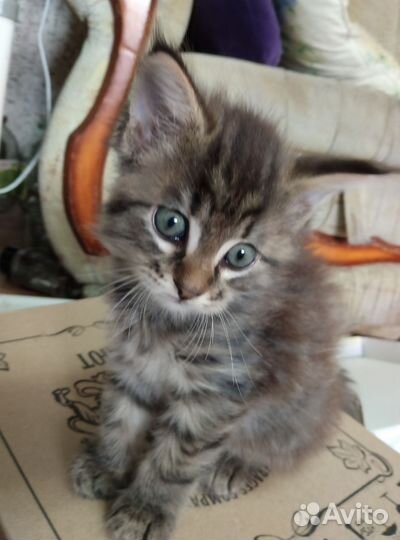 КотёнокКошка
